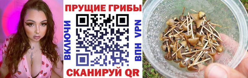 Псилоцибиновые грибы GOLDEN TEACHER  где купить   Нерюнгри 